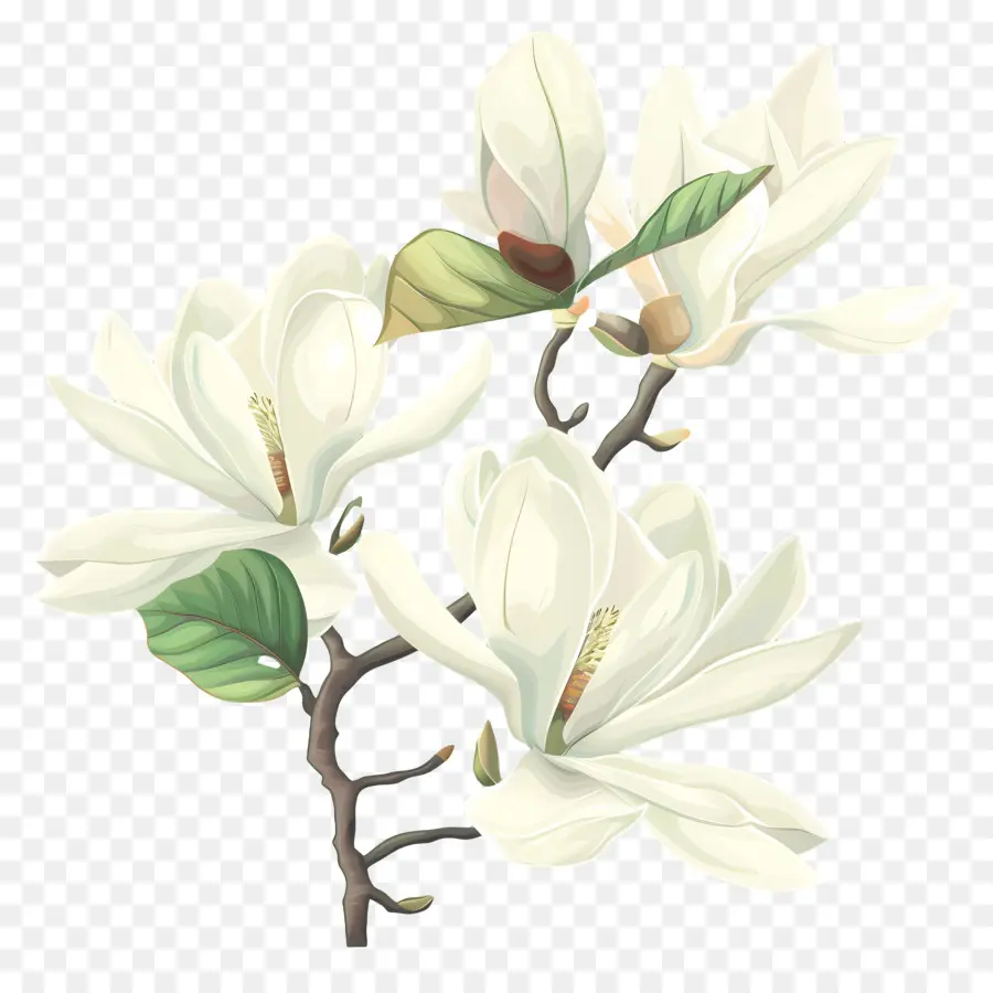 магнолии，Белый цветок магнолии PNG