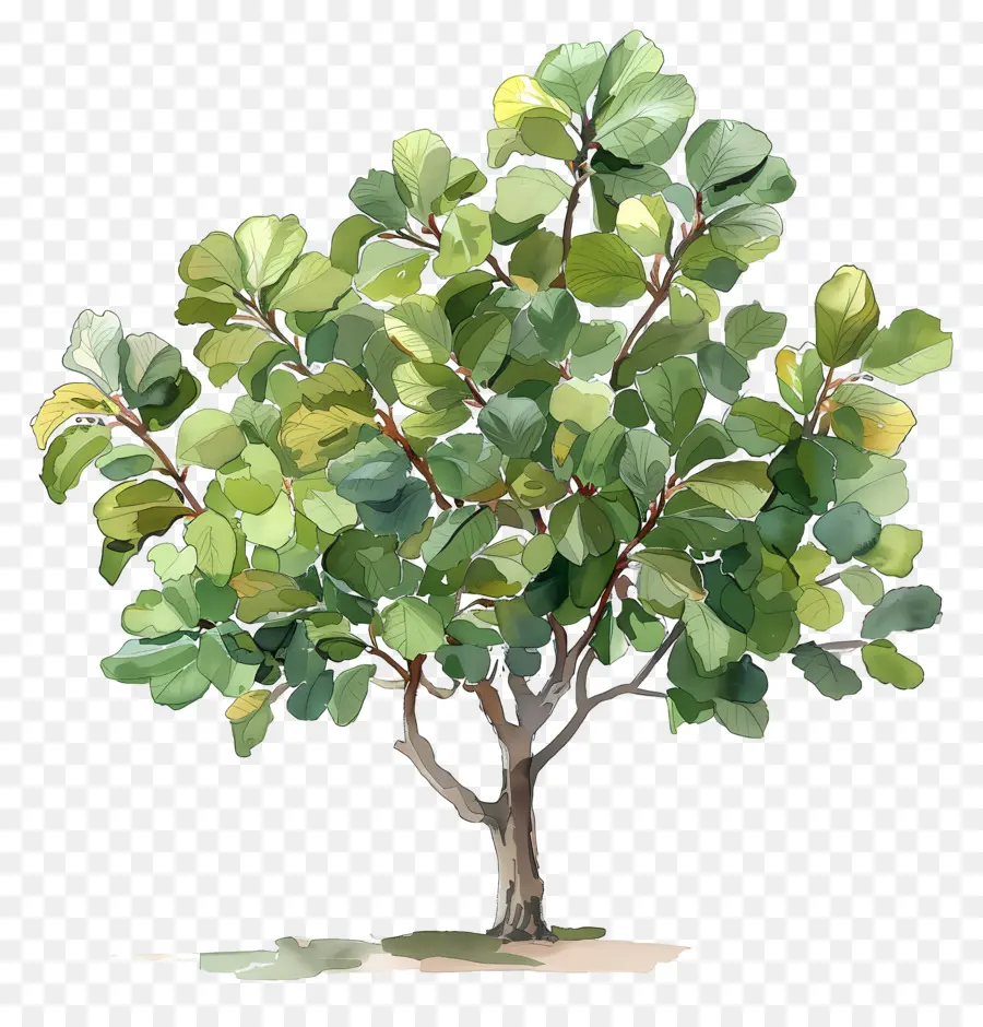 смоковница，тропическое дерево PNG