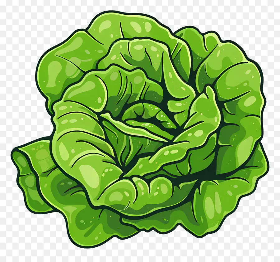 Lettuce，зеленый листовой овощ PNG