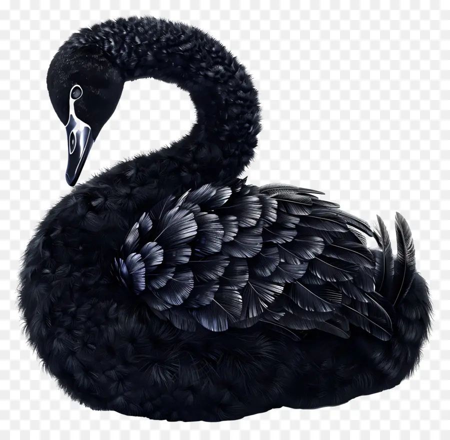 Черный Лебедь，водоплавающую птицу PNG