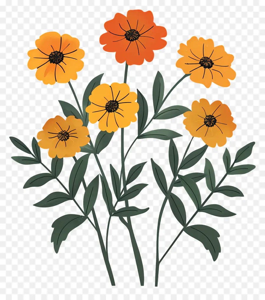бархатцы，оранжевые цветы PNG