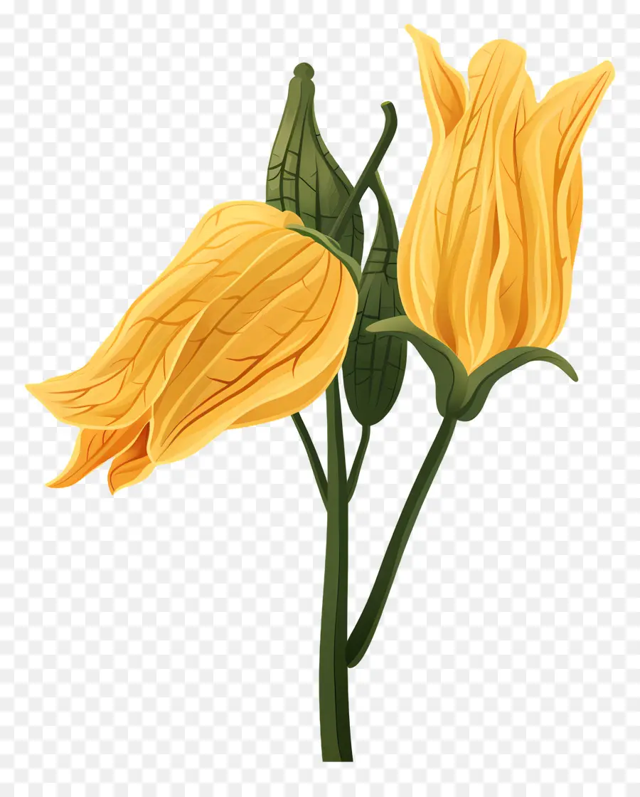 Сквош расцветает，Golden Flower PNG