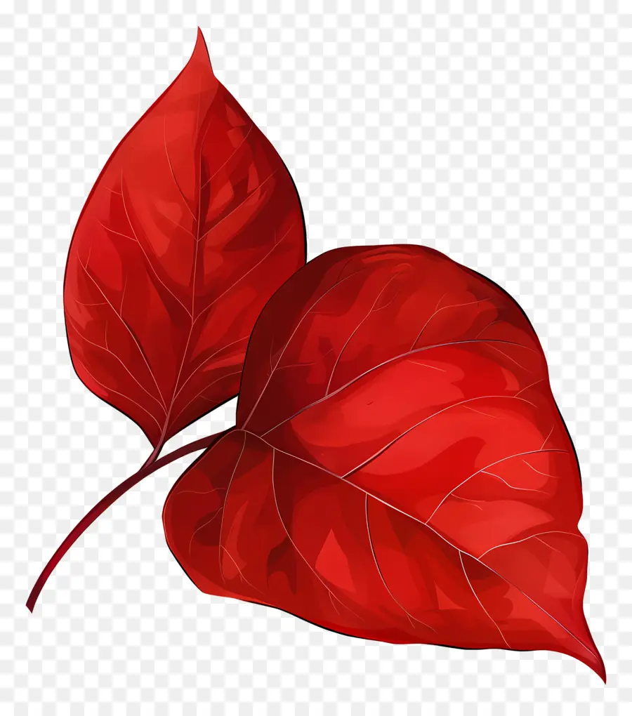 красный лист，вен PNG