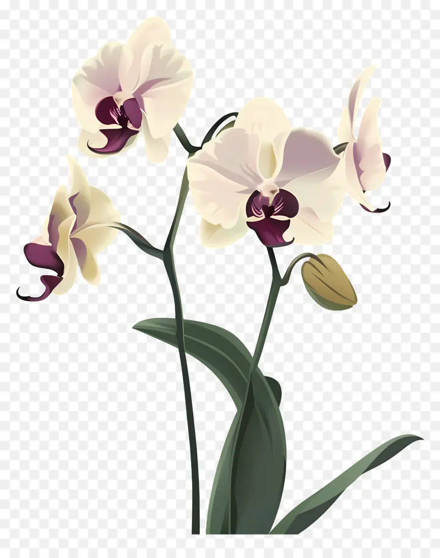 Орхидеи，белые орхидеи PNG