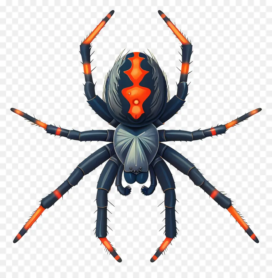 паук，апельсиновая и черная маркировка PNG