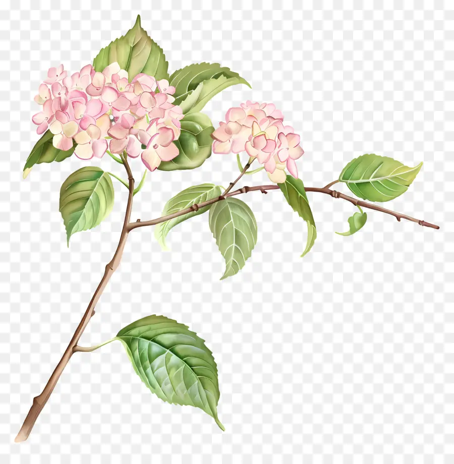 розовый Гортензия，Розовые цветы PNG