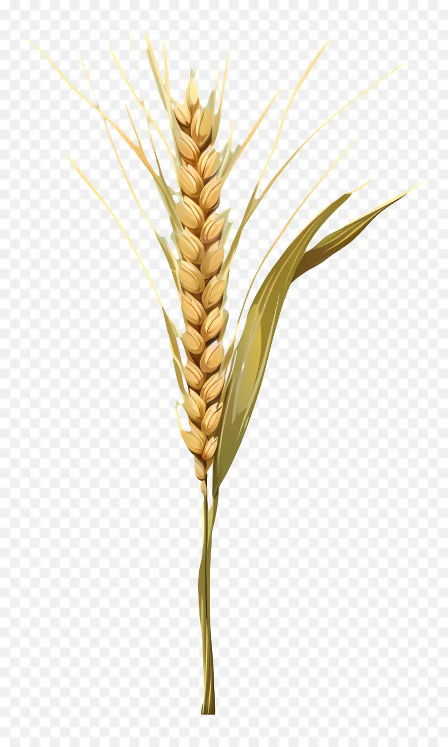 Пшеницы，сельское хозяйство PNG