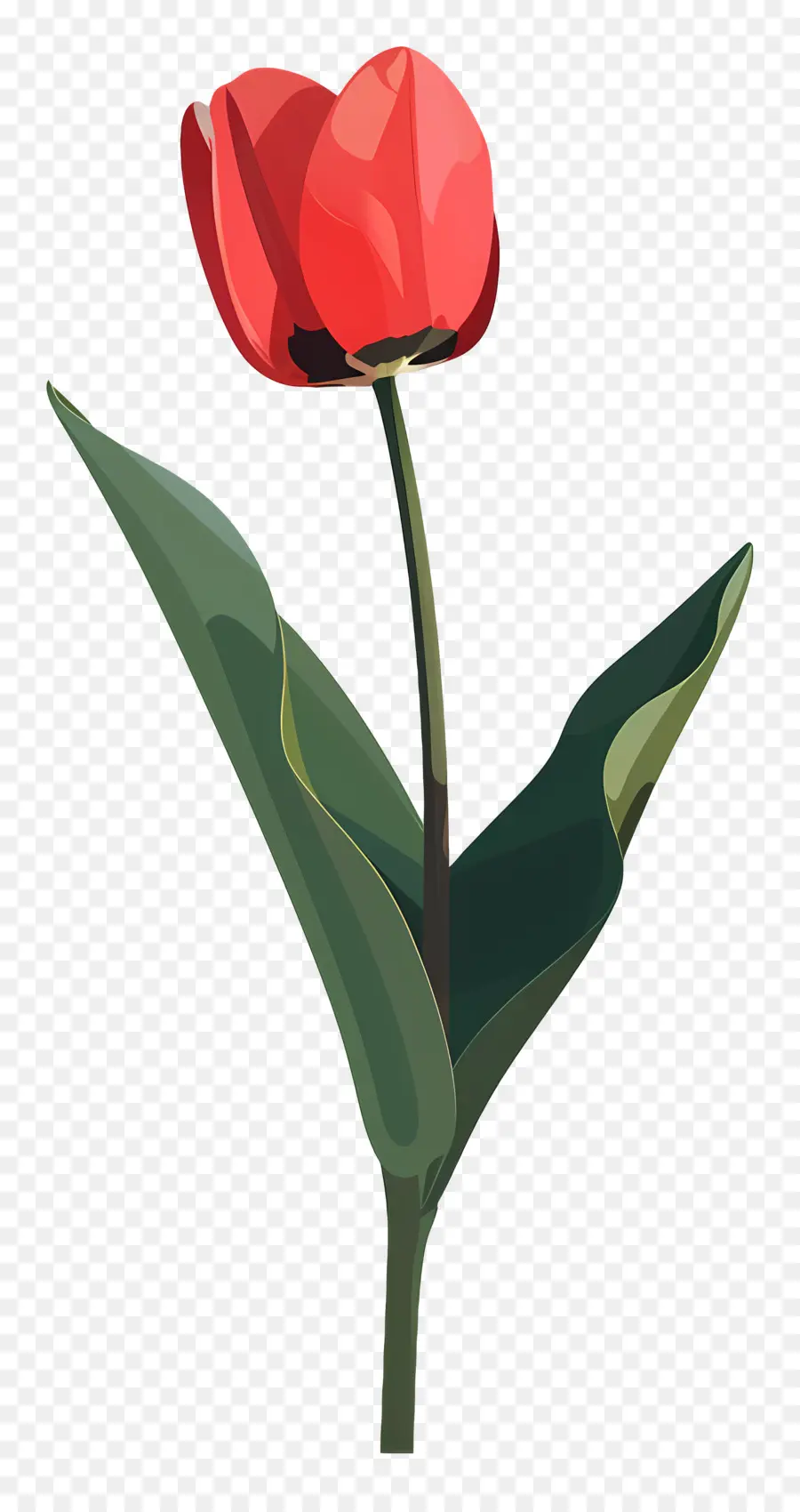 тюльпаны，красный тюльпан PNG