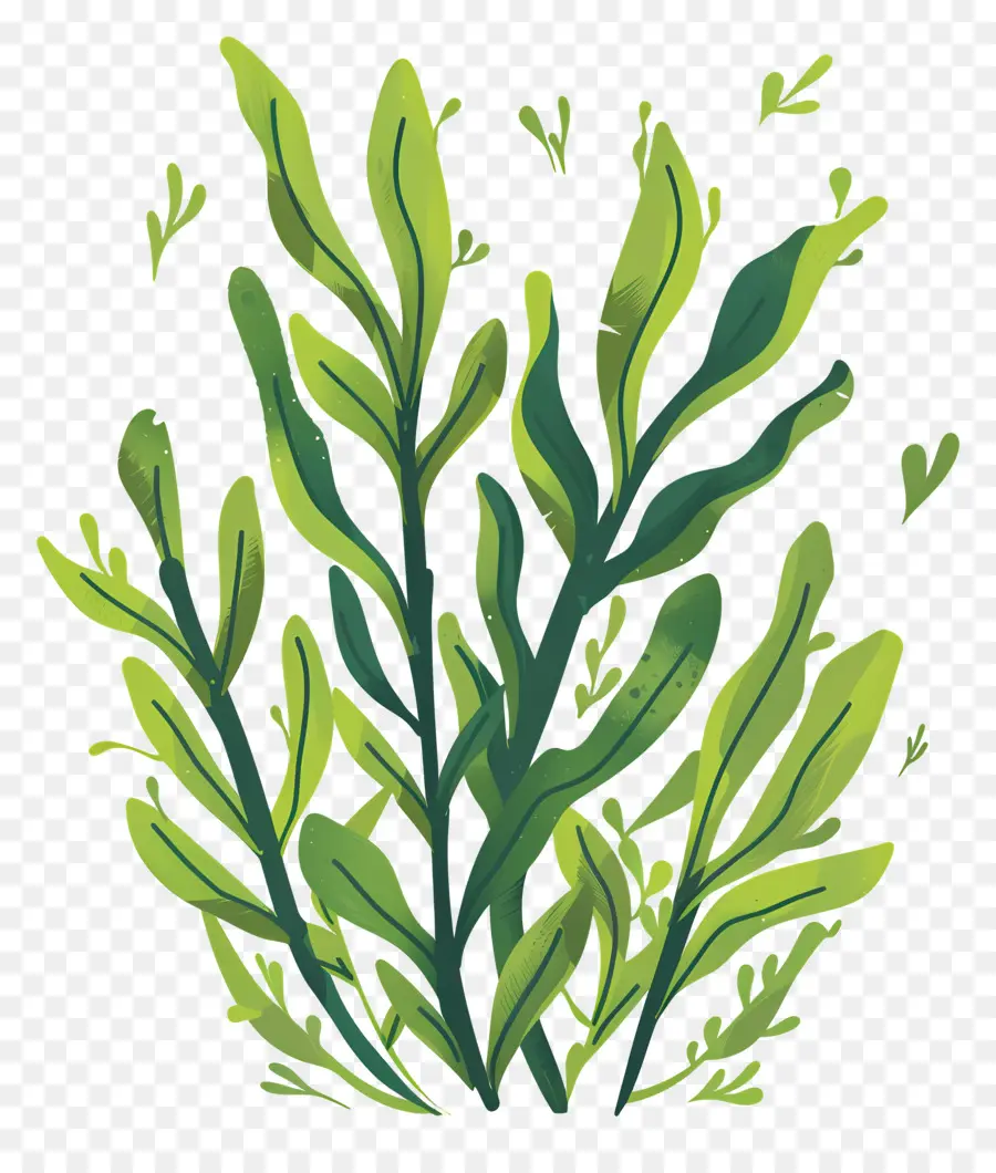 Seaweed，зеленые растения PNG
