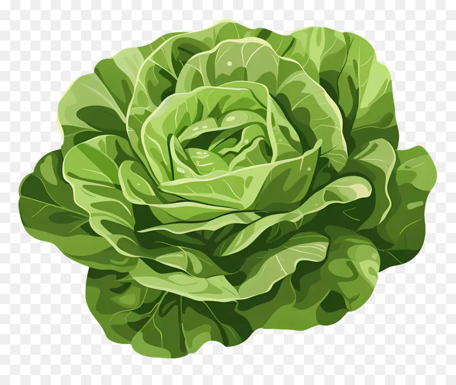 Lettuce，зелень PNG