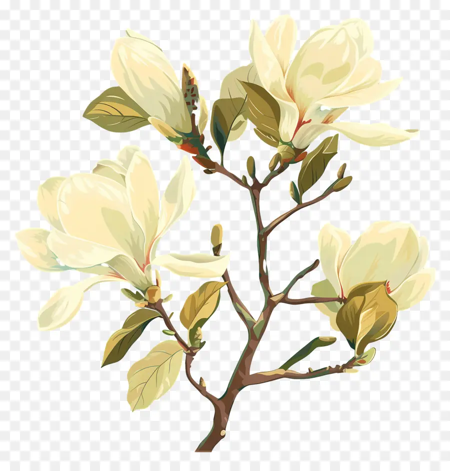 магнолии，белые цветы PNG