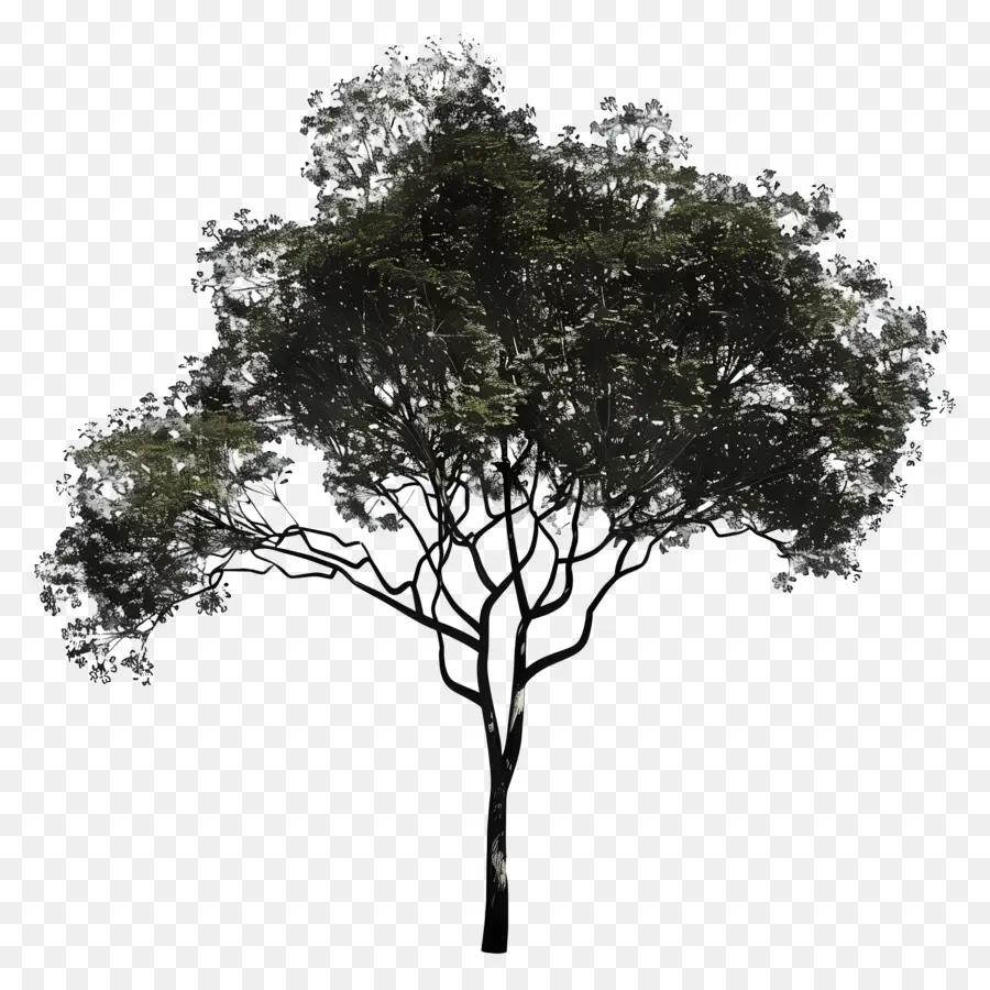 тень дерева，Дерево PNG