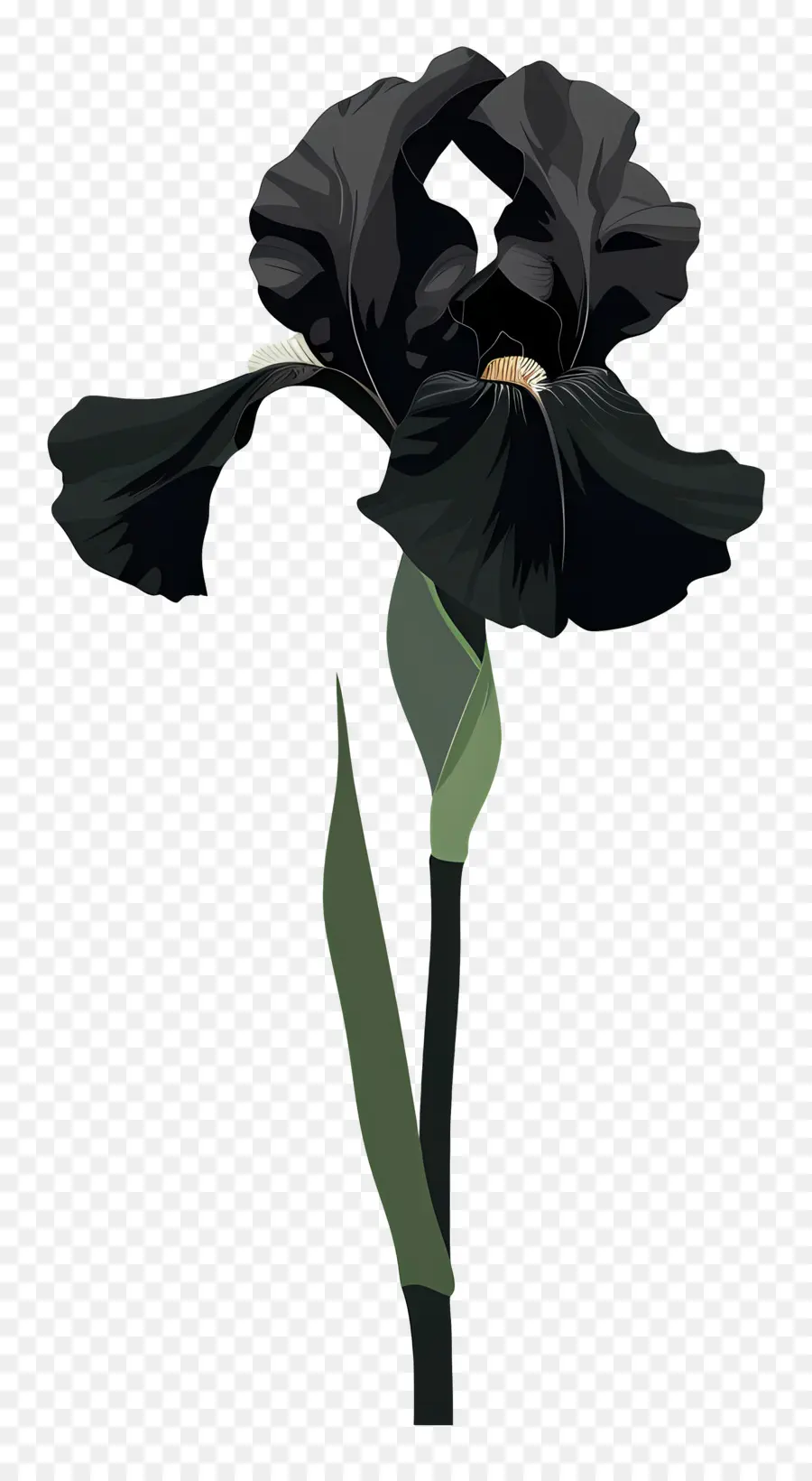 ирис，Черный цветок радужной оболочки PNG
