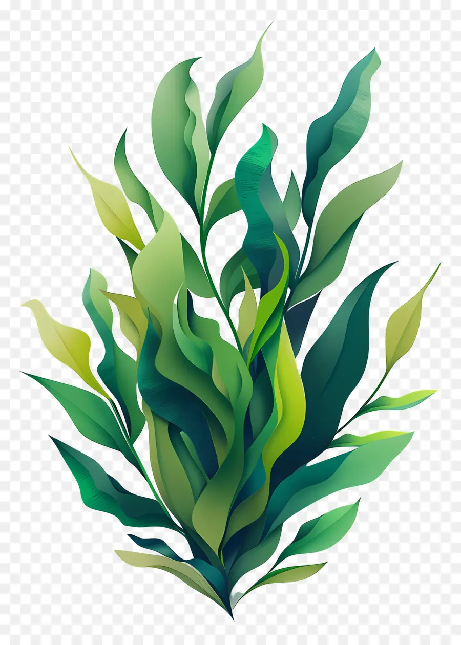 Ламинария，зеленое растение PNG