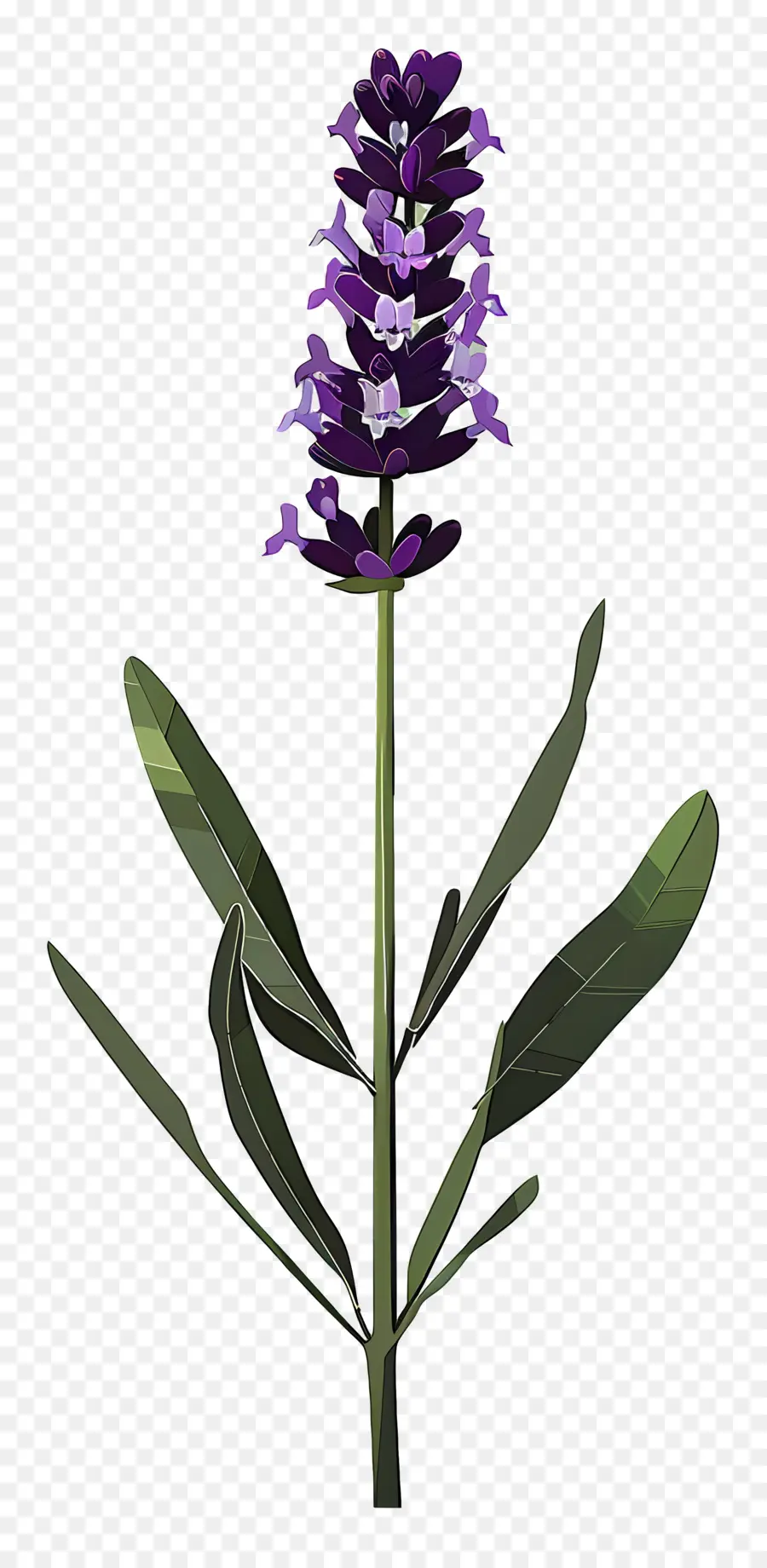 лаванда，фиолетовый цветок PNG