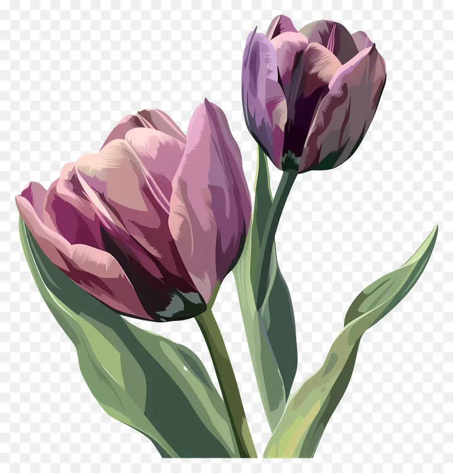 тюльпаны，фиолетовые тюльпаны PNG