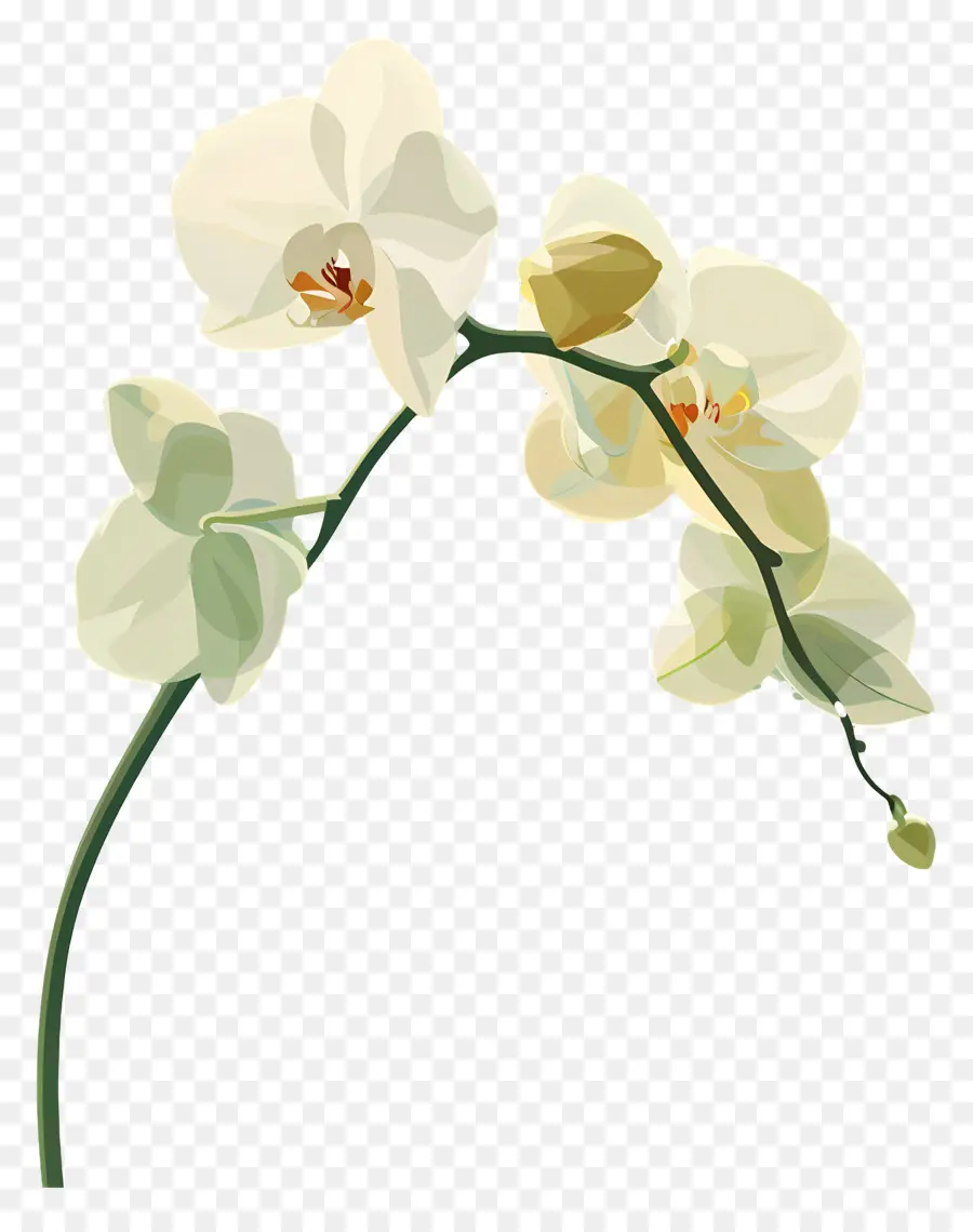 Орхидеи，Белая Орхидея PNG