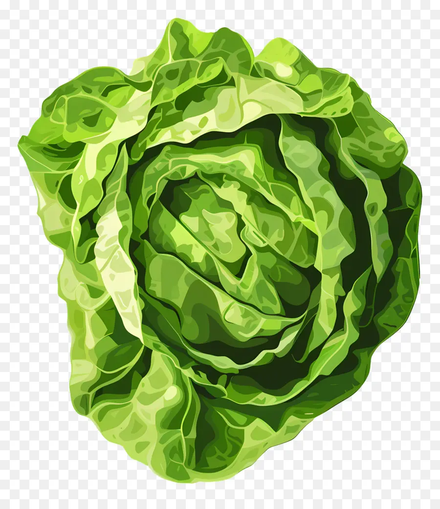 Lettuce，зеленый листовой салат PNG