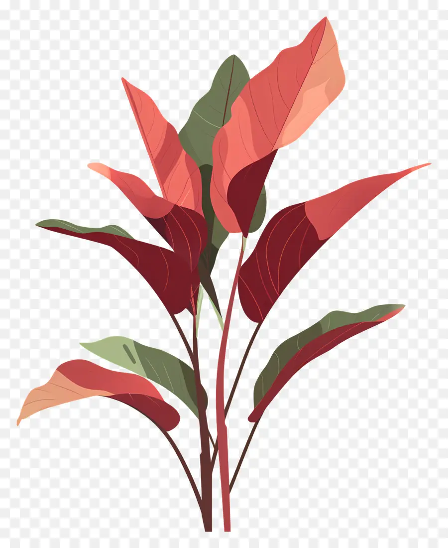 щавель，красное растение PNG