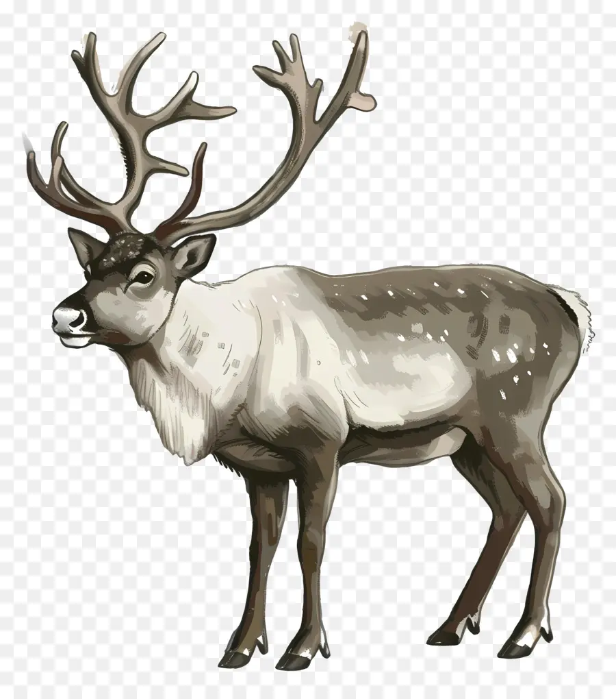 Reindeer，Vector PNG