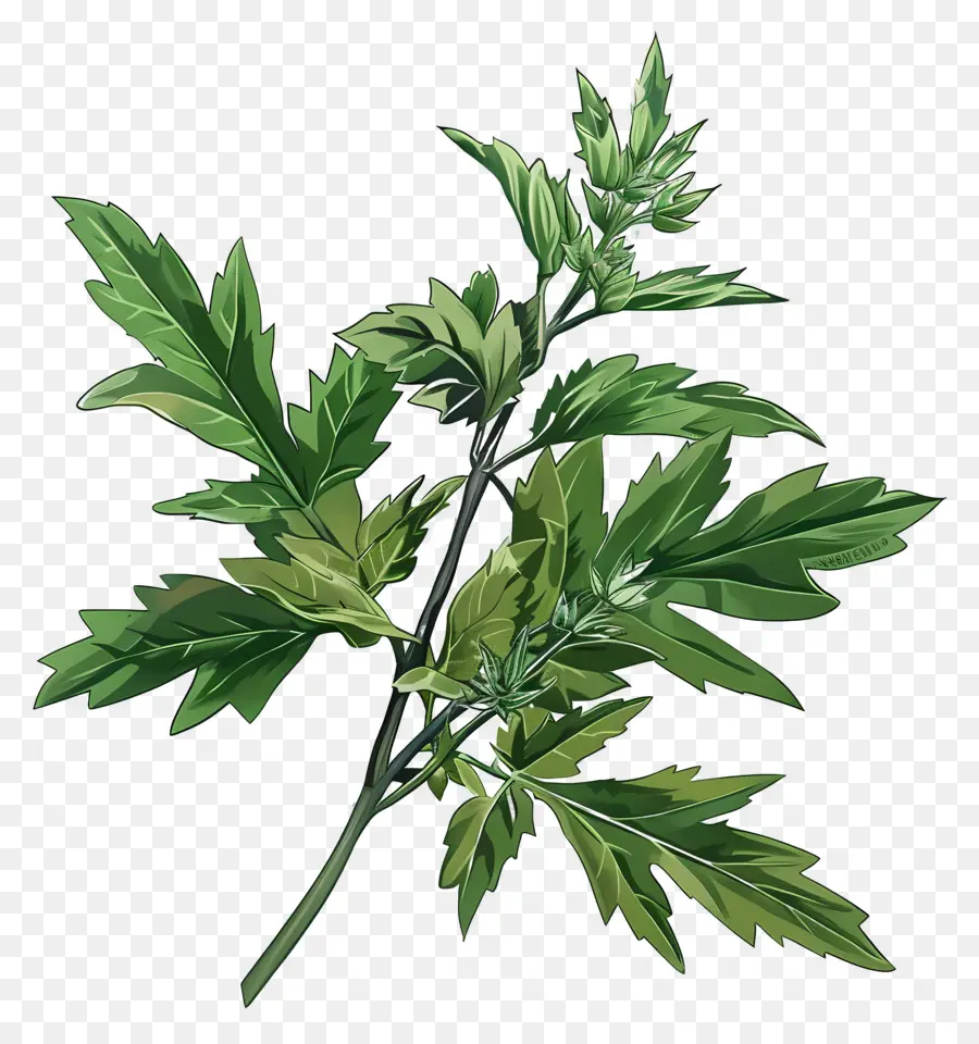 Полынь，Mugwort Herb PNG