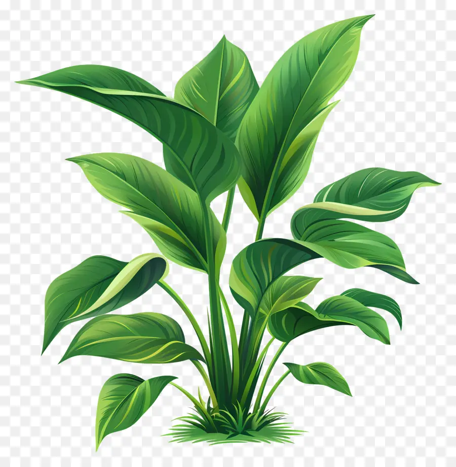 заводская зелень，зеленое растение PNG