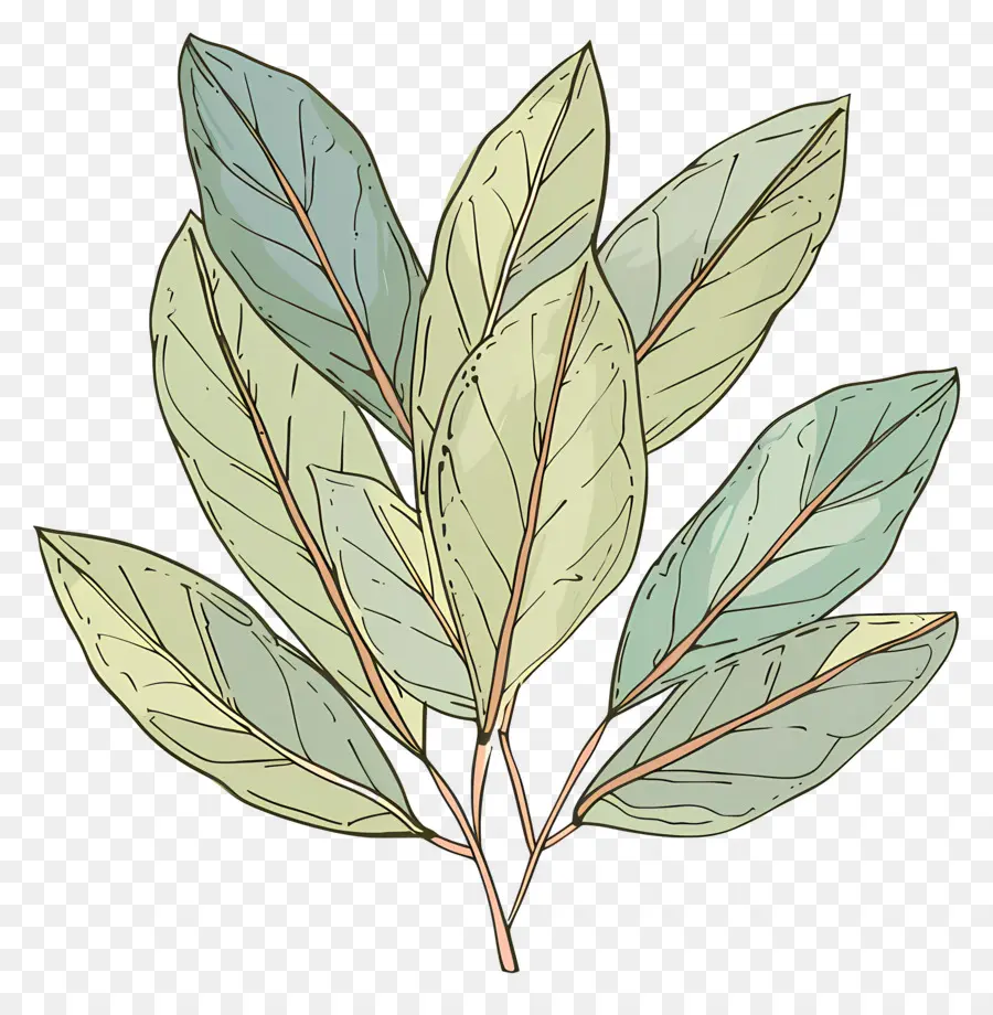 лавровый лист，зеленые листья PNG