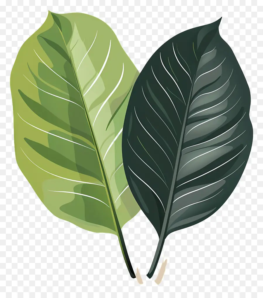 зеленый лист，Лист PNG