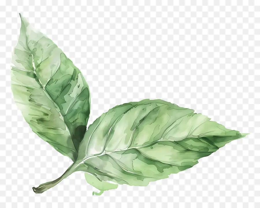 зеленый лист，Лист PNG