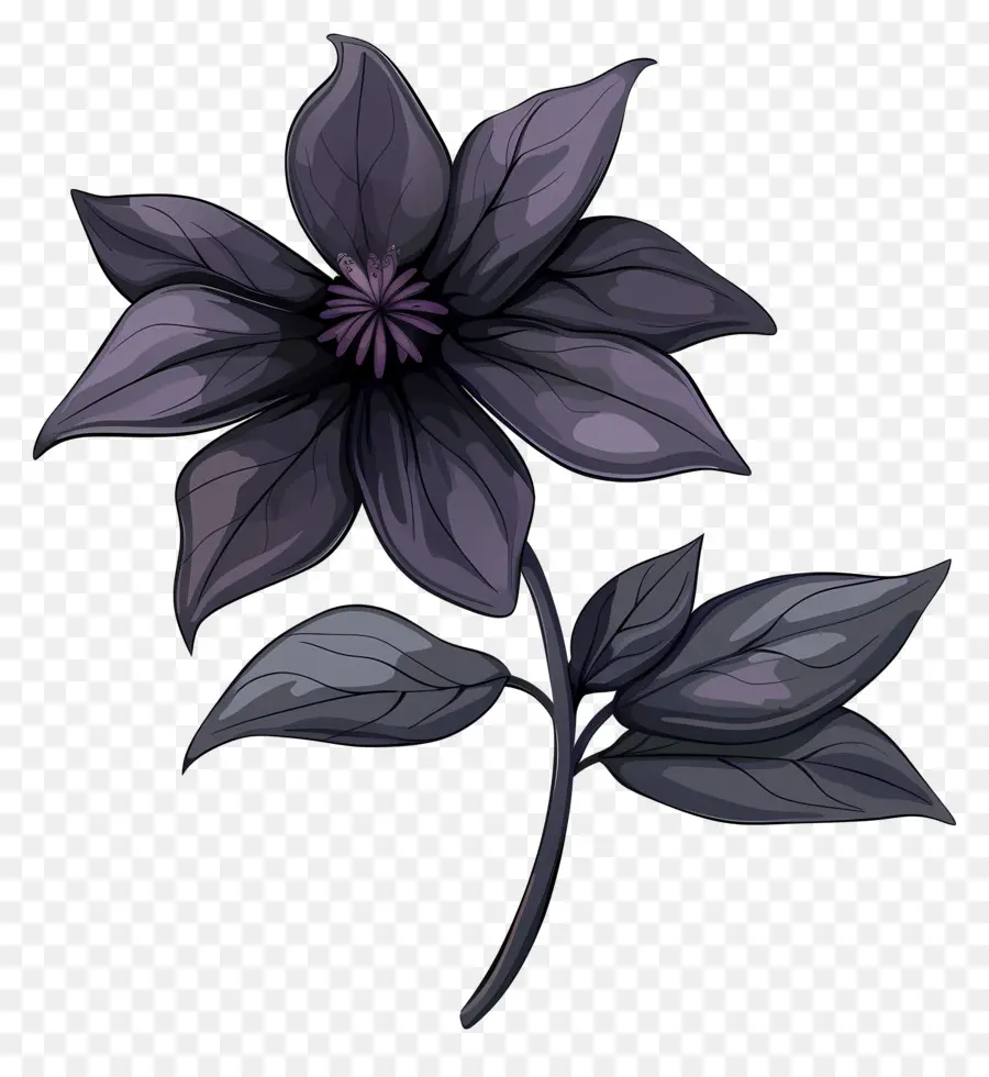 цветок，черный цветок PNG