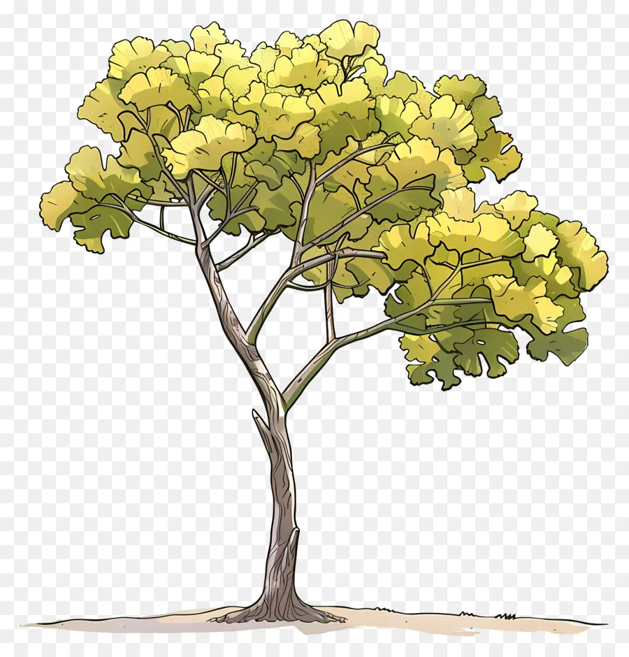 дерево гинкго ，Дерево PNG