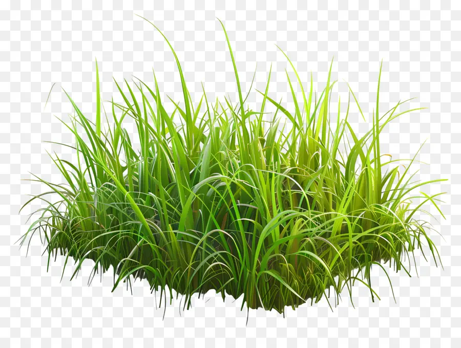 луговая трава，зеленая трава PNG
