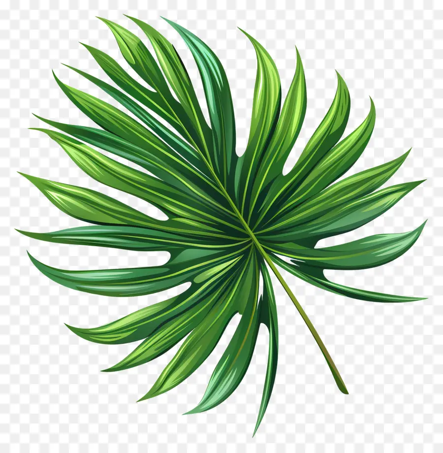 тропический лист，Тропический пальмовый лист PNG