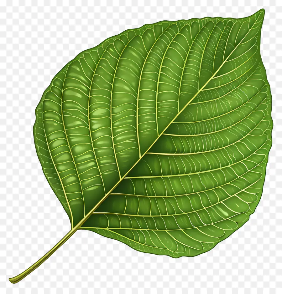 Лист дерева Бодхи，зеленый лист PNG