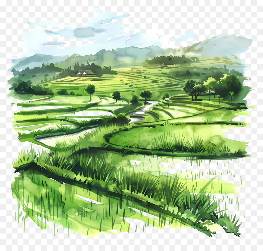рисовое поле ，рисовые поля PNG
