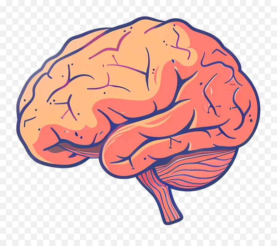 мозг，Человеческий мозг PNG