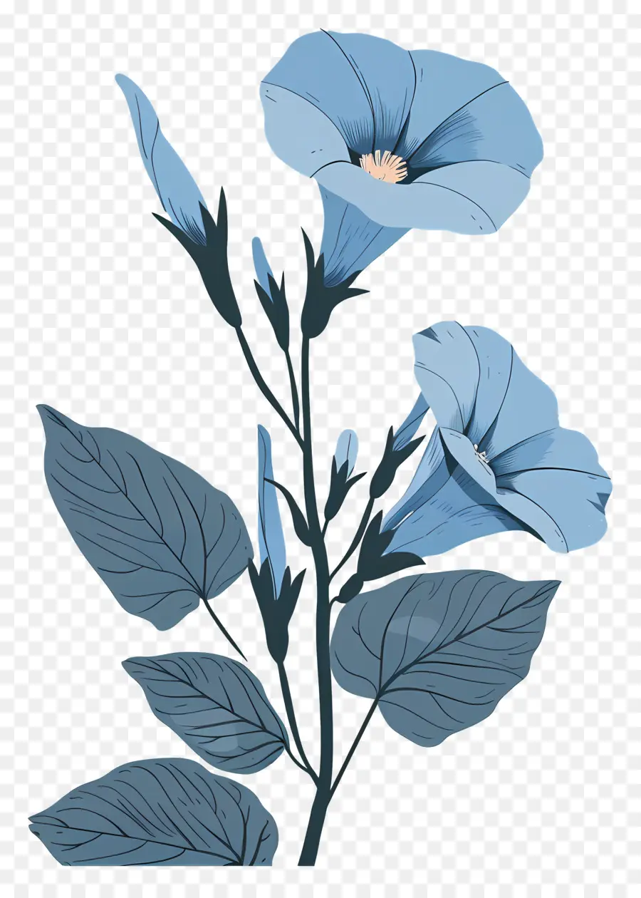 Утренняя слава，Голубой цветок PNG
