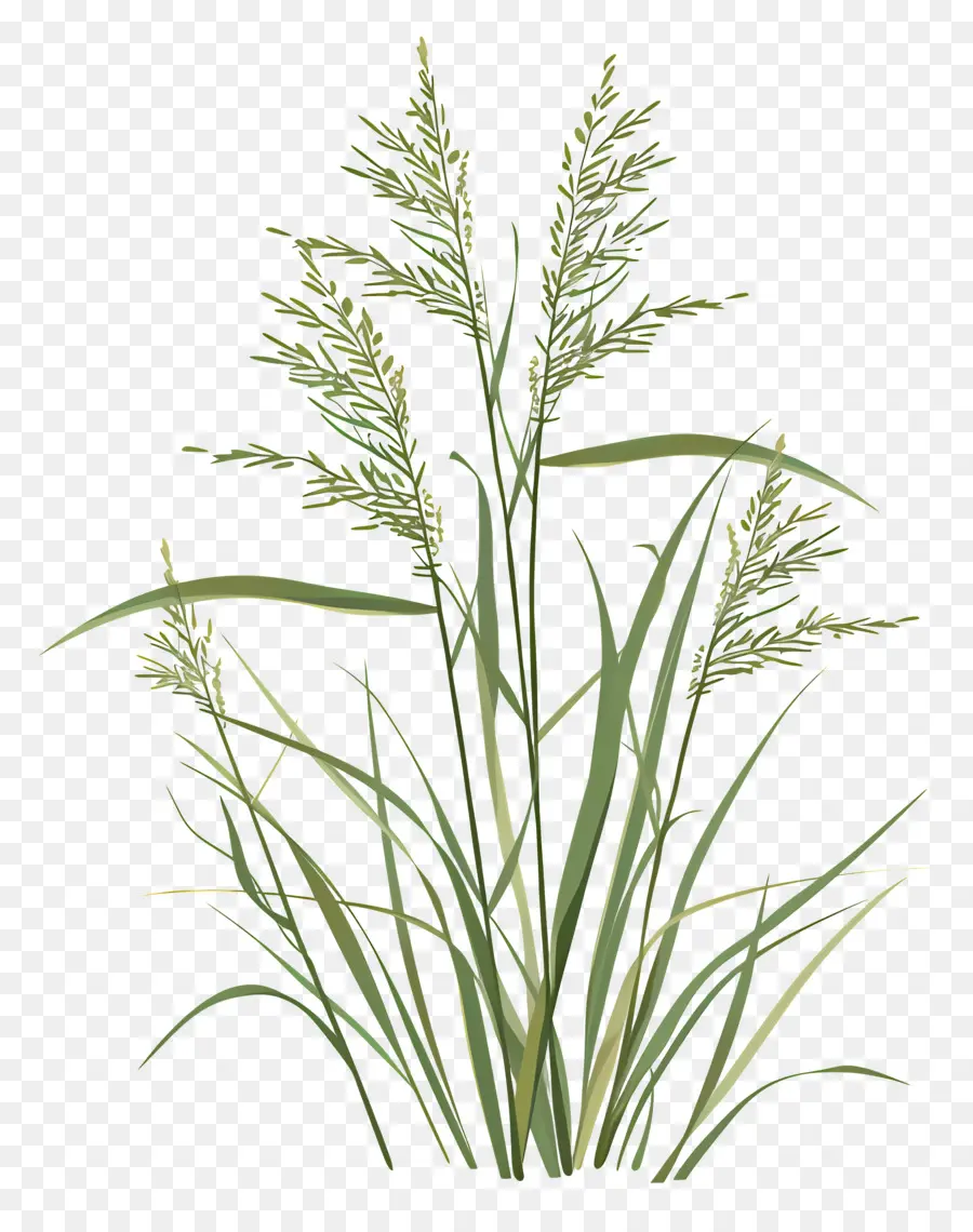 рисовые растения，зеленое растение PNG