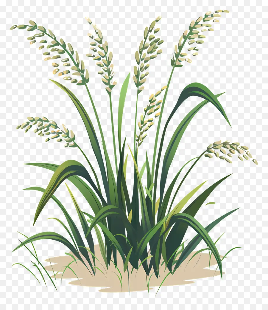 рисовые растения，высокая трава PNG