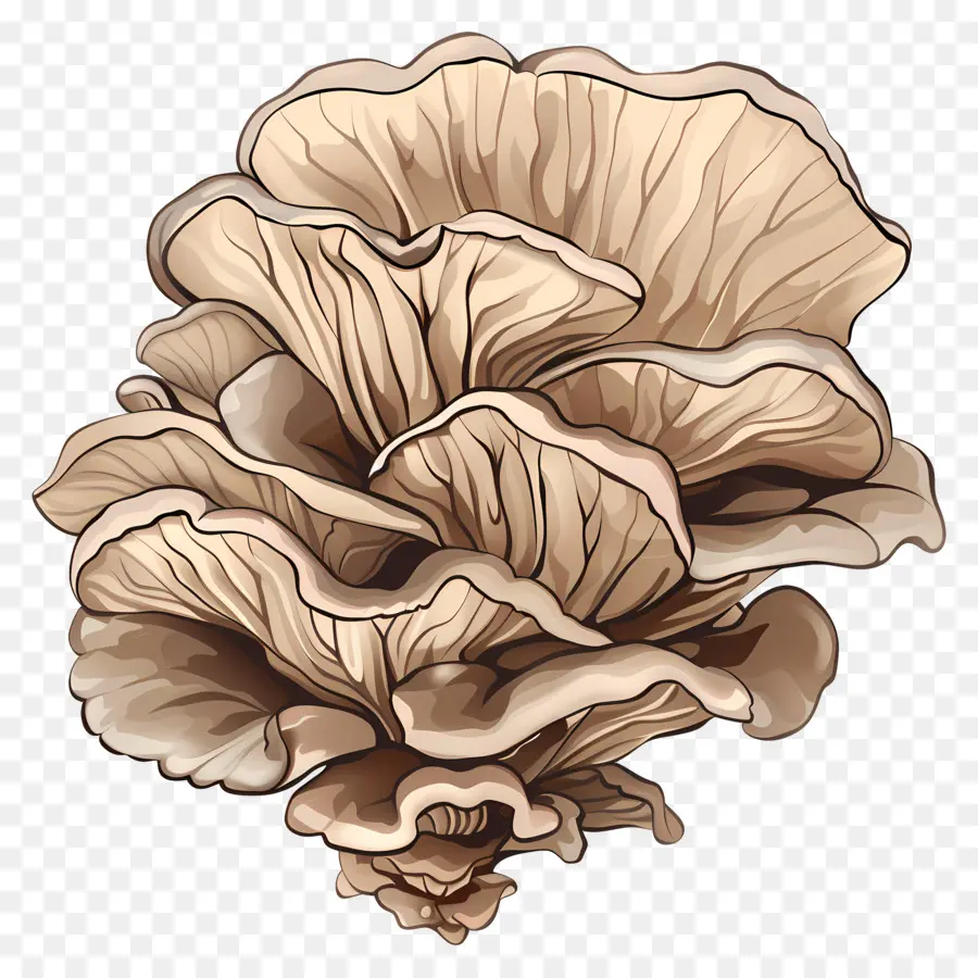 Maitake Mushroom，Гриб PNG