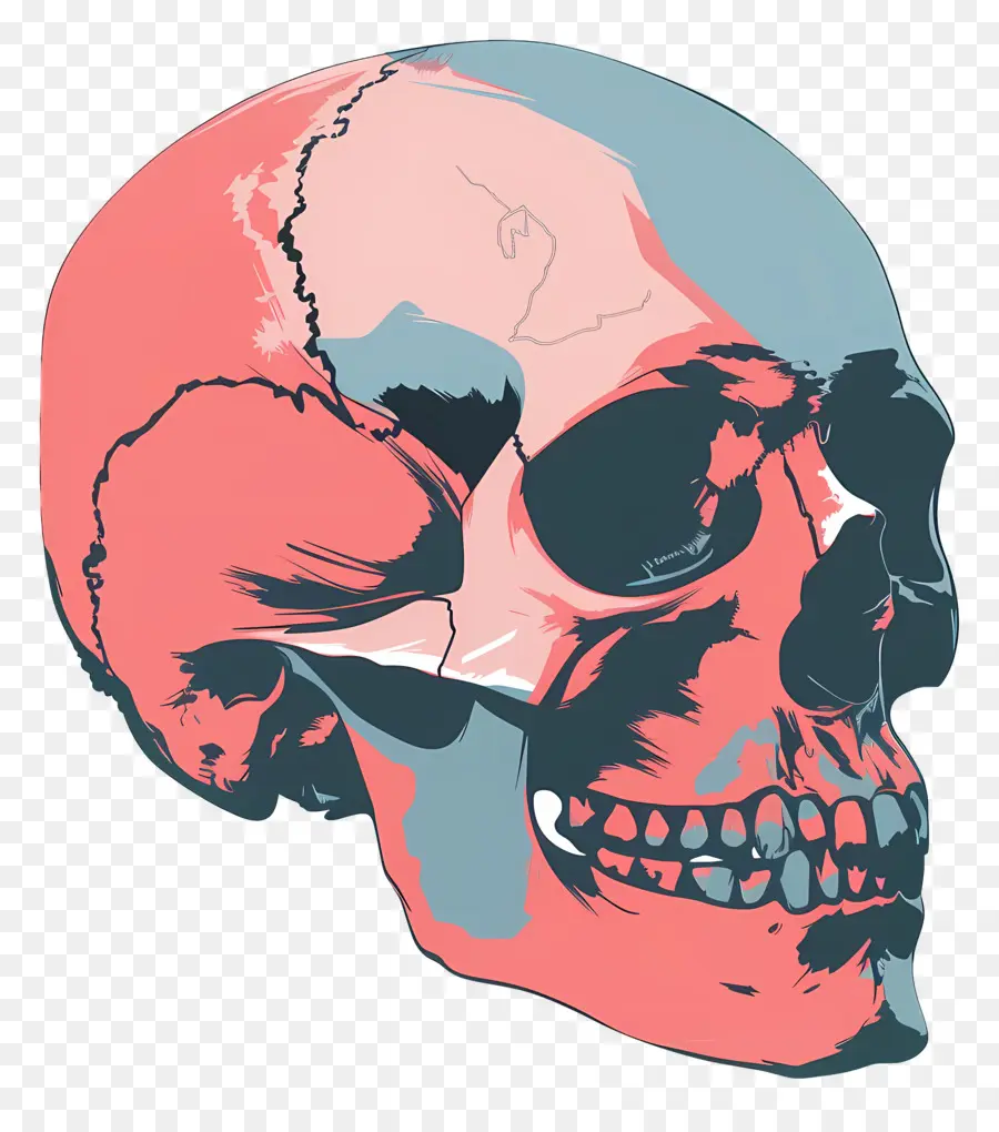 череп，анатомия черепа  PNG