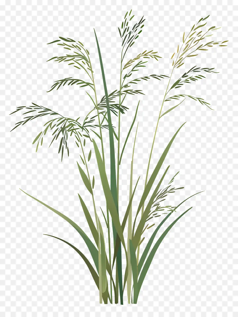 рисовые растения，Завод PNG
