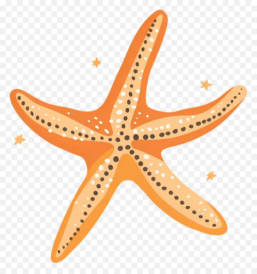 Морская звезда，Морское животное PNG