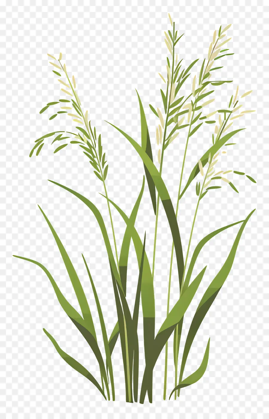 рисовые растения，зеленая трава PNG
