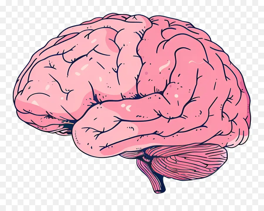 мозг，анатомия головного мозга  PNG