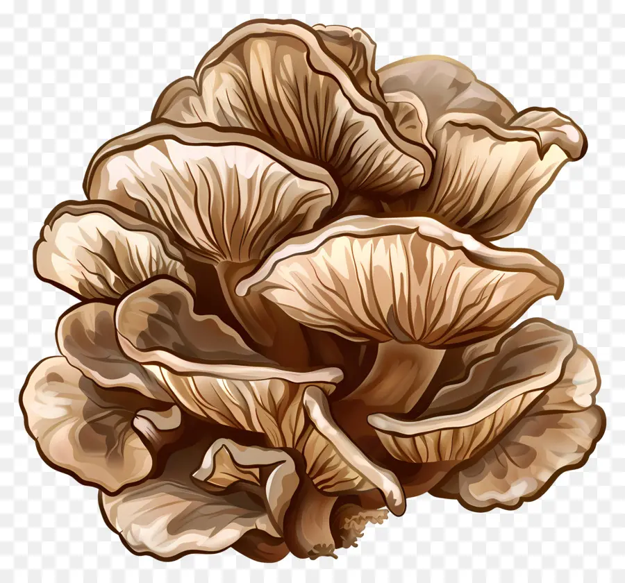 Maitake Mushroom，грибы PNG