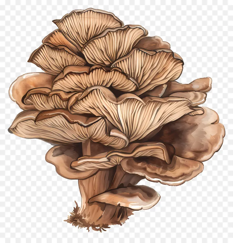 Maitake Mushroom，Гриб PNG