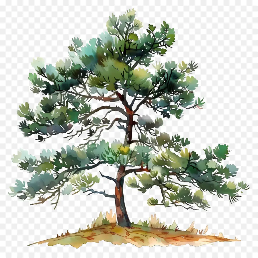 Pine Tree，акварельная живопись PNG