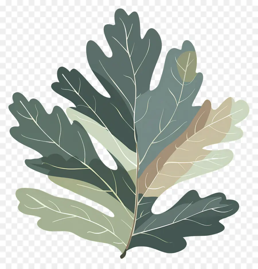 Oak Leaf，Oak Tree PNG