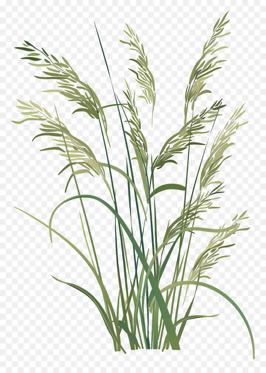 рисовые растения，высокая трава PNG